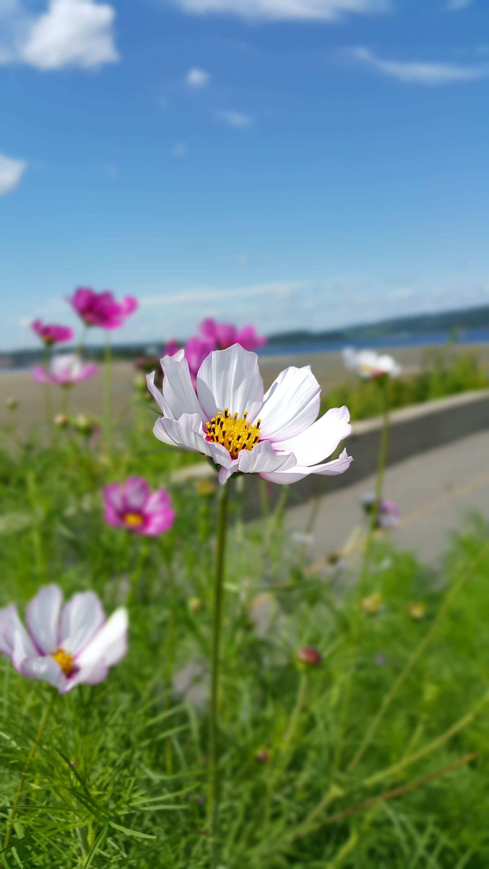 Samsung Galaxy Note4 sample photo. Flowers, pink, white photography