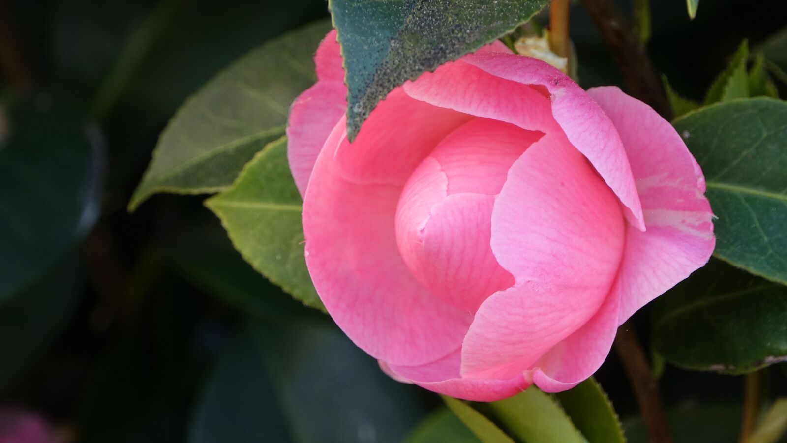 Sony Cyber-shot DSC-RX10 III sample photo. Flower, plant, nature photography
