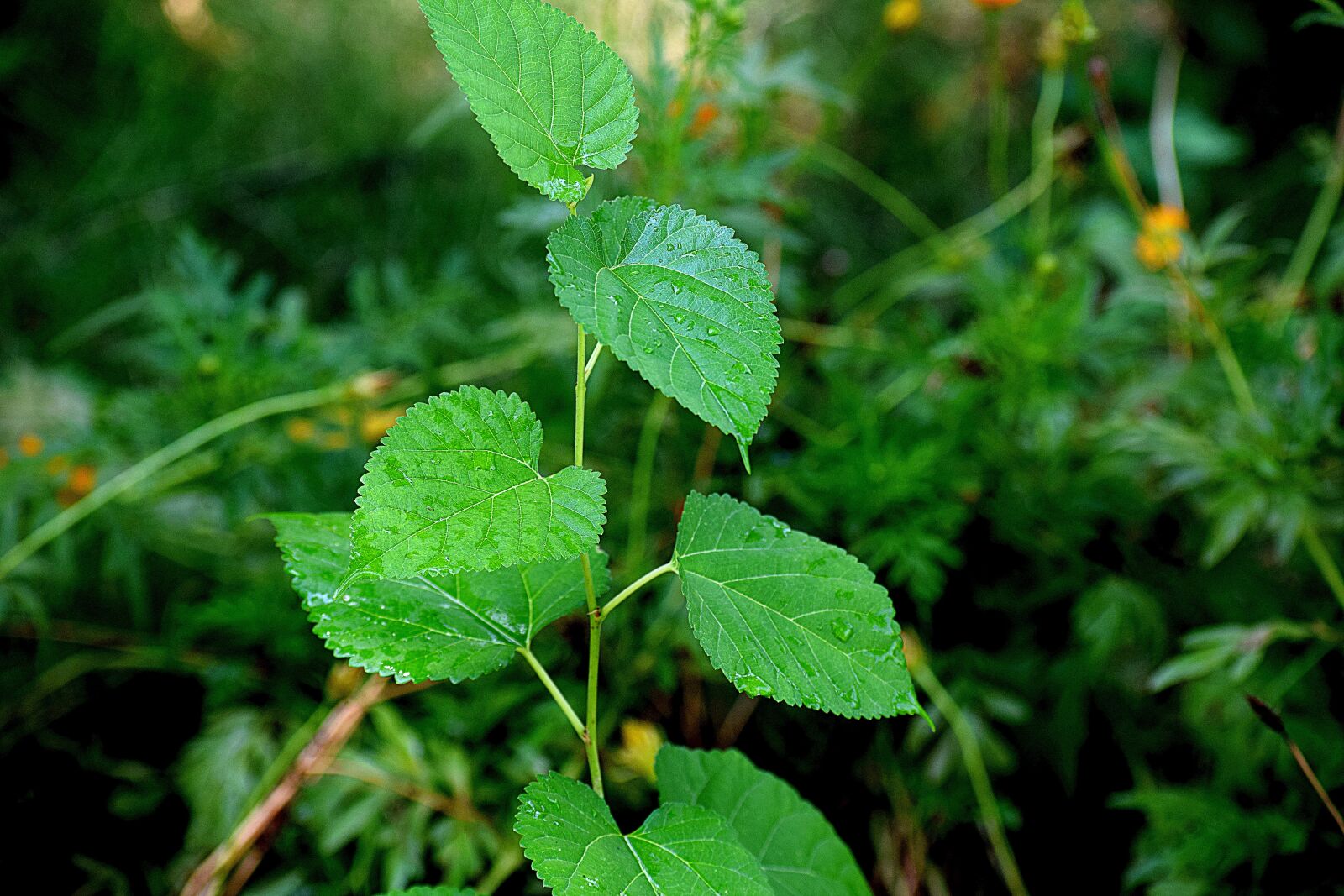 Nikon D3300 sample photo. Plants, nature, green photography