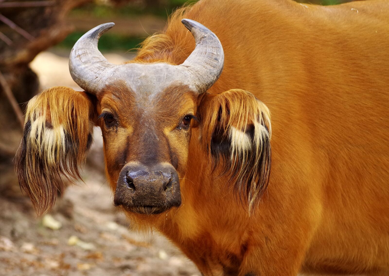 Pentax K-30 sample photo. Beef, buffalo, horns photography