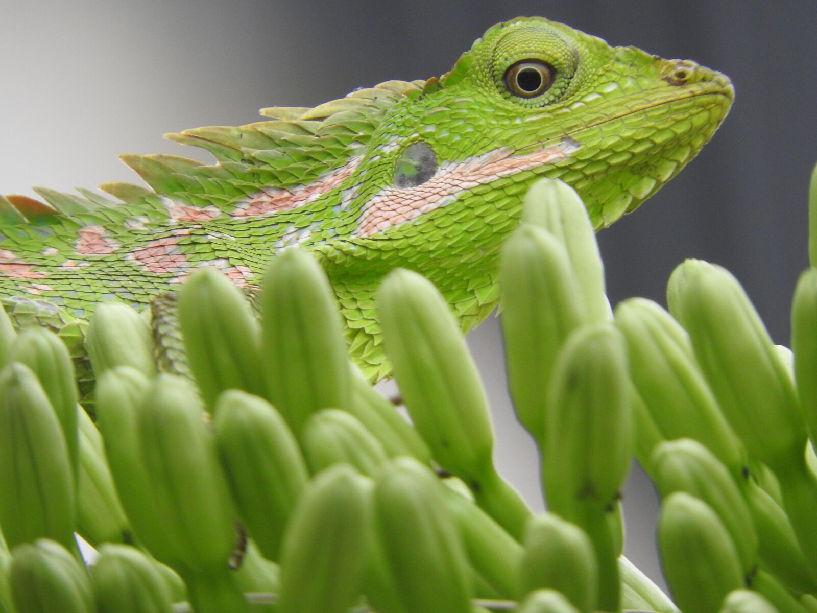 Nikon Coolpix P610 sample photo. Indonesian, chameleon, green photography