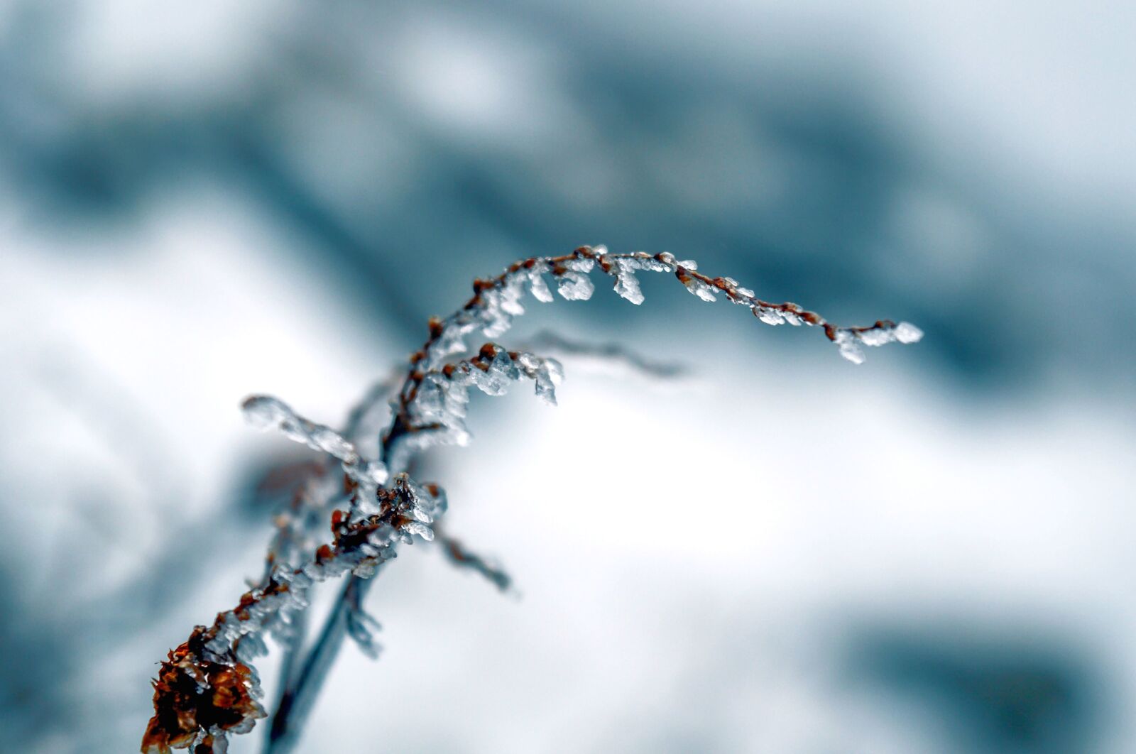 Nikon D3200 sample photo. Ice, frost, frozen, snow photography