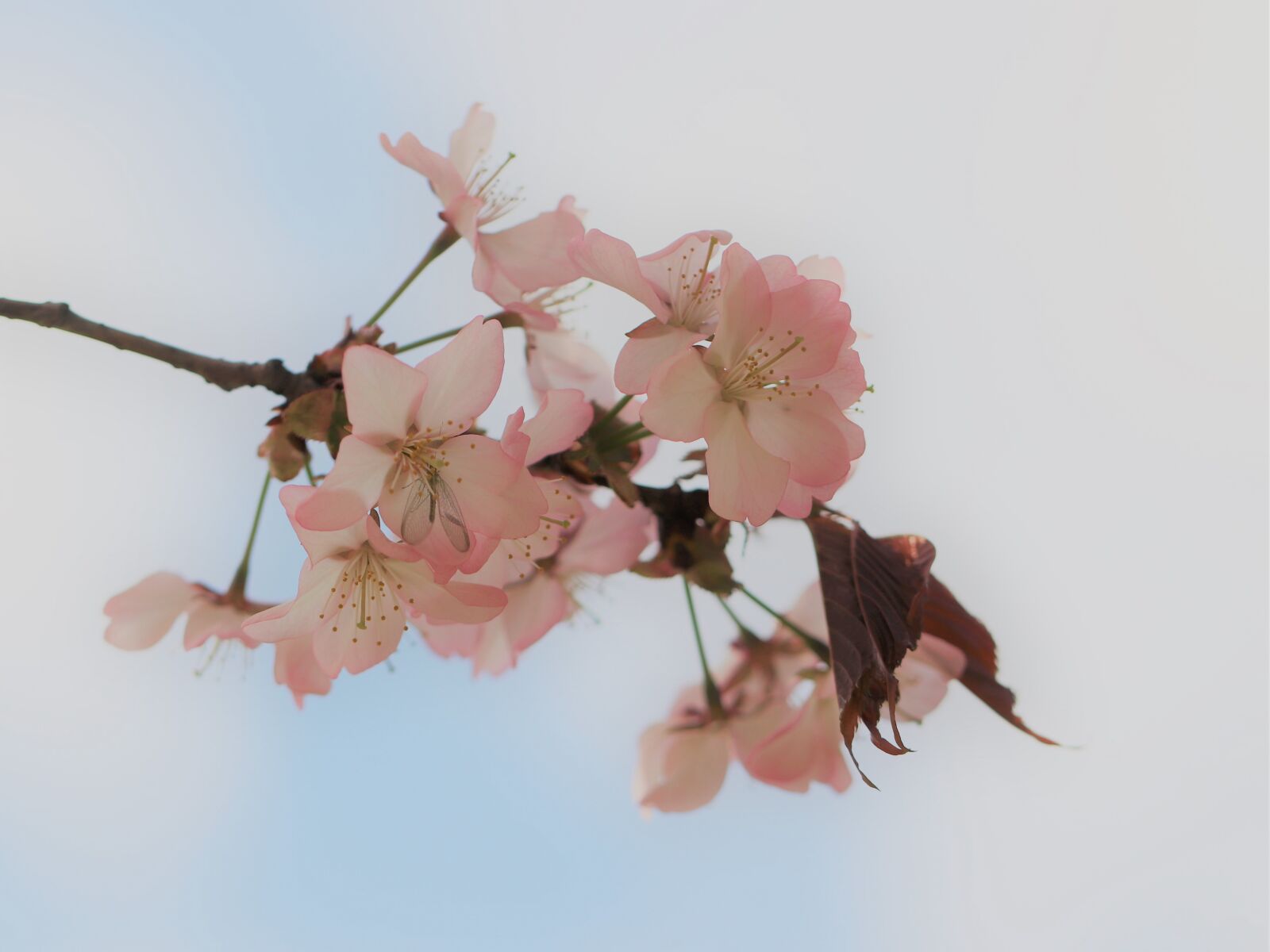 Canon EOS 77D (EOS 9000D / EOS 770D) sample photo. Sakura, spring, flower photography