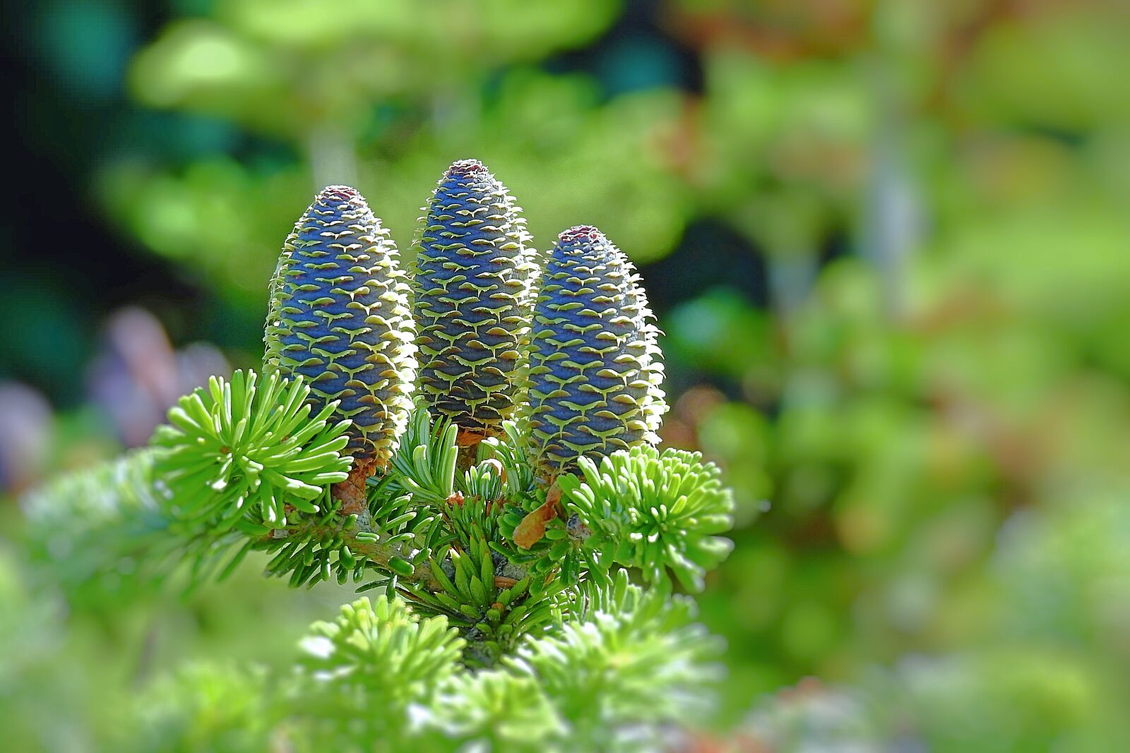Nikon Coolpix P900 sample photo. Coniferous, branch, tree photography