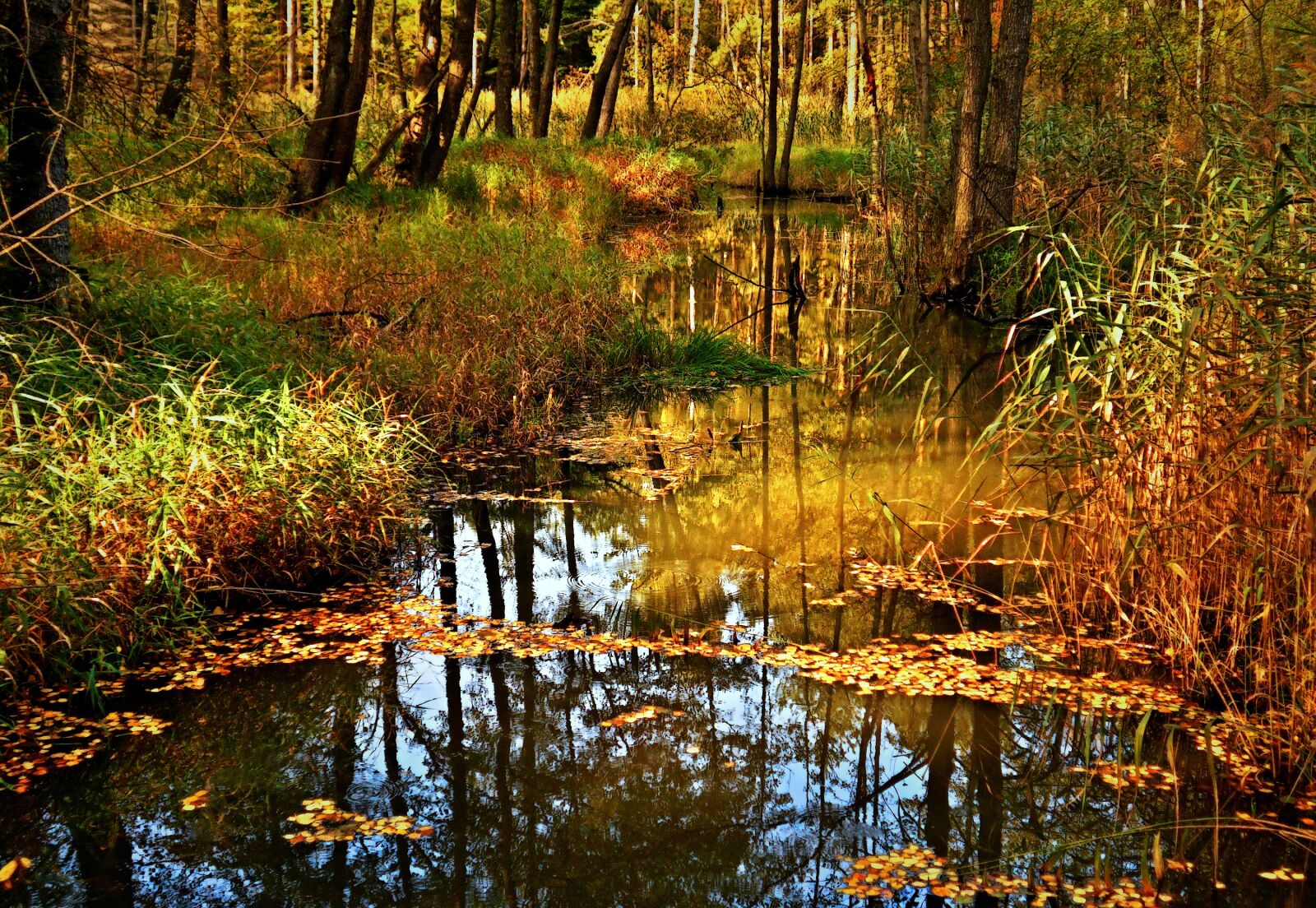 Nikon Coolpix S2900 sample photo. Water, lake, autumn photography