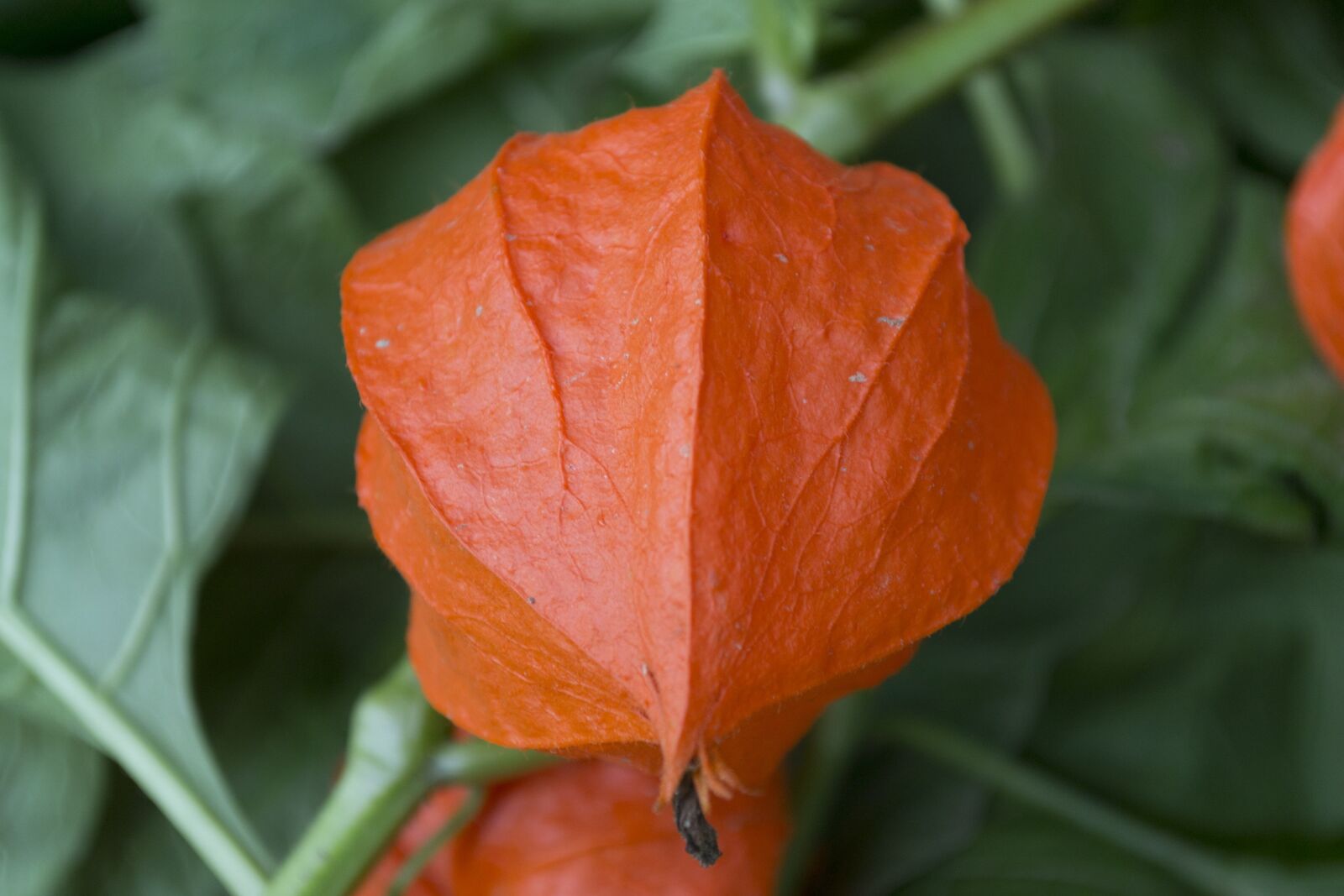Nikon D3100 sample photo. Flower, p p l photography