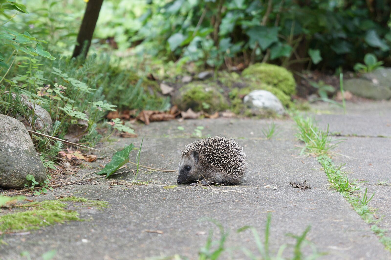 Sony Alpha NEX-5 + Sony E 18-55mm F3.5-5.6 OSS sample photo. Grass, garden, hedgehog photography