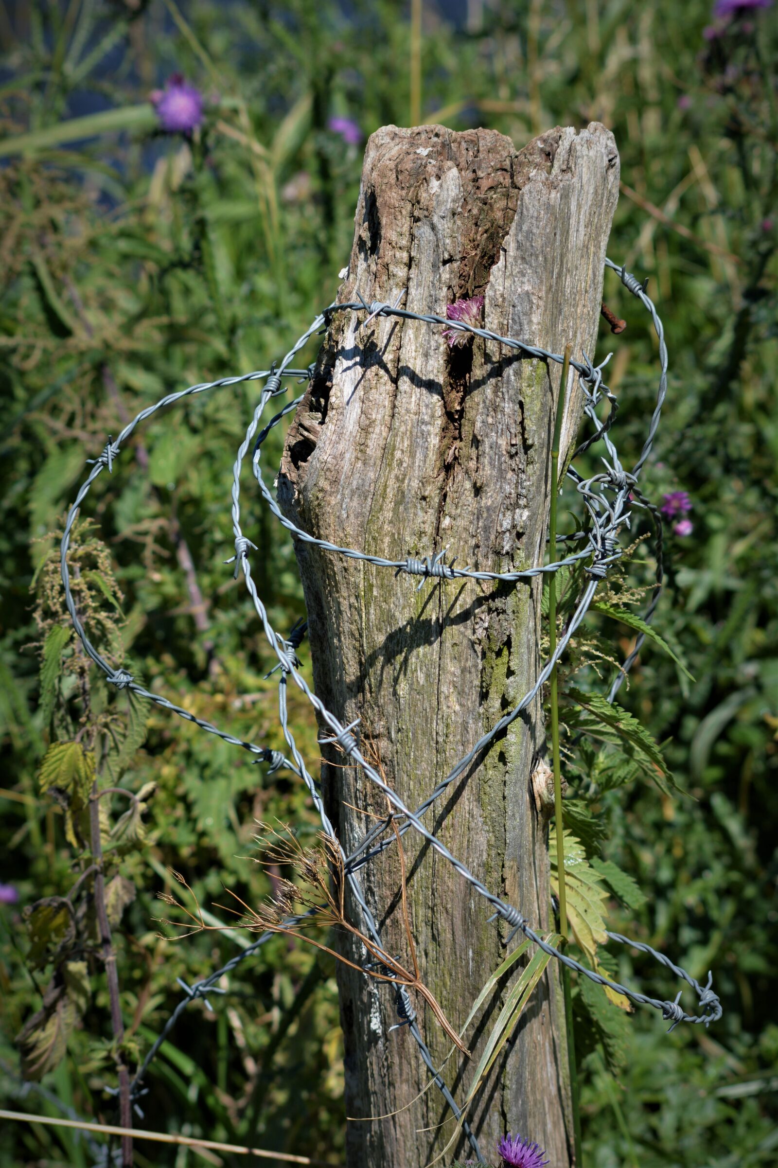 Nikon D5200 sample photo. Log, barbed wire, wiring photography