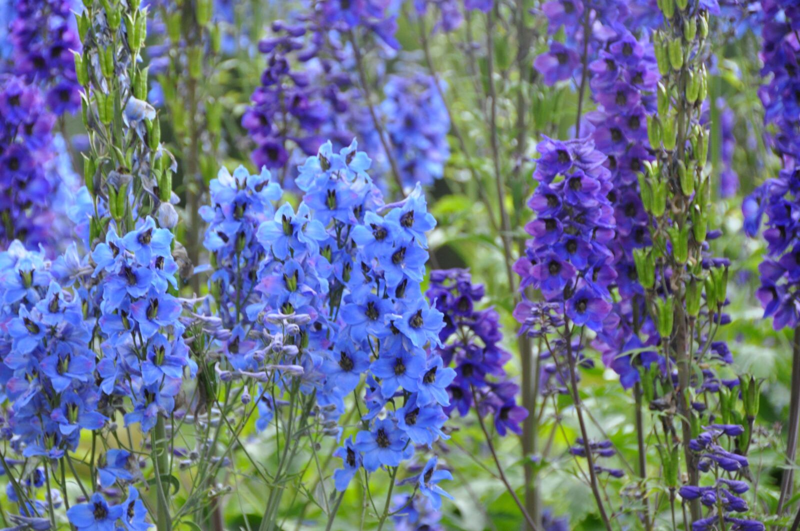Nikon D5000 sample photo. Flower, blue purple, garden photography
