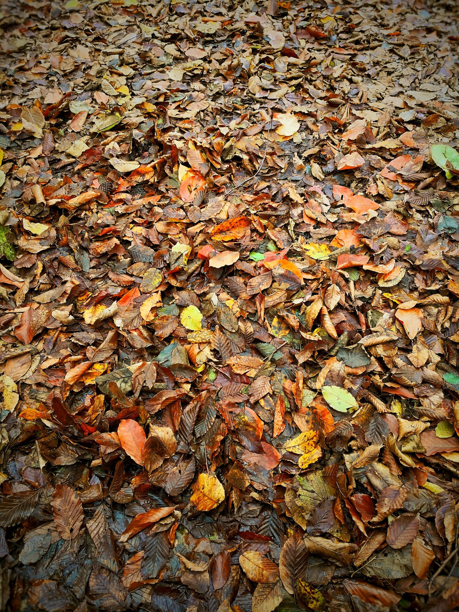 HUAWEI Mate 10 Pro sample photo. Autumn, the leaves are photography