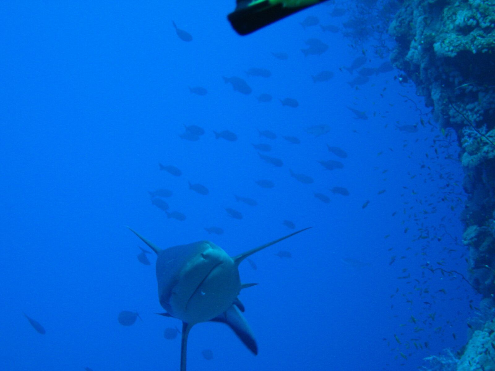 Canon DIGITAL IXUS 860 IS sample photo. Red sea, undersea world photography