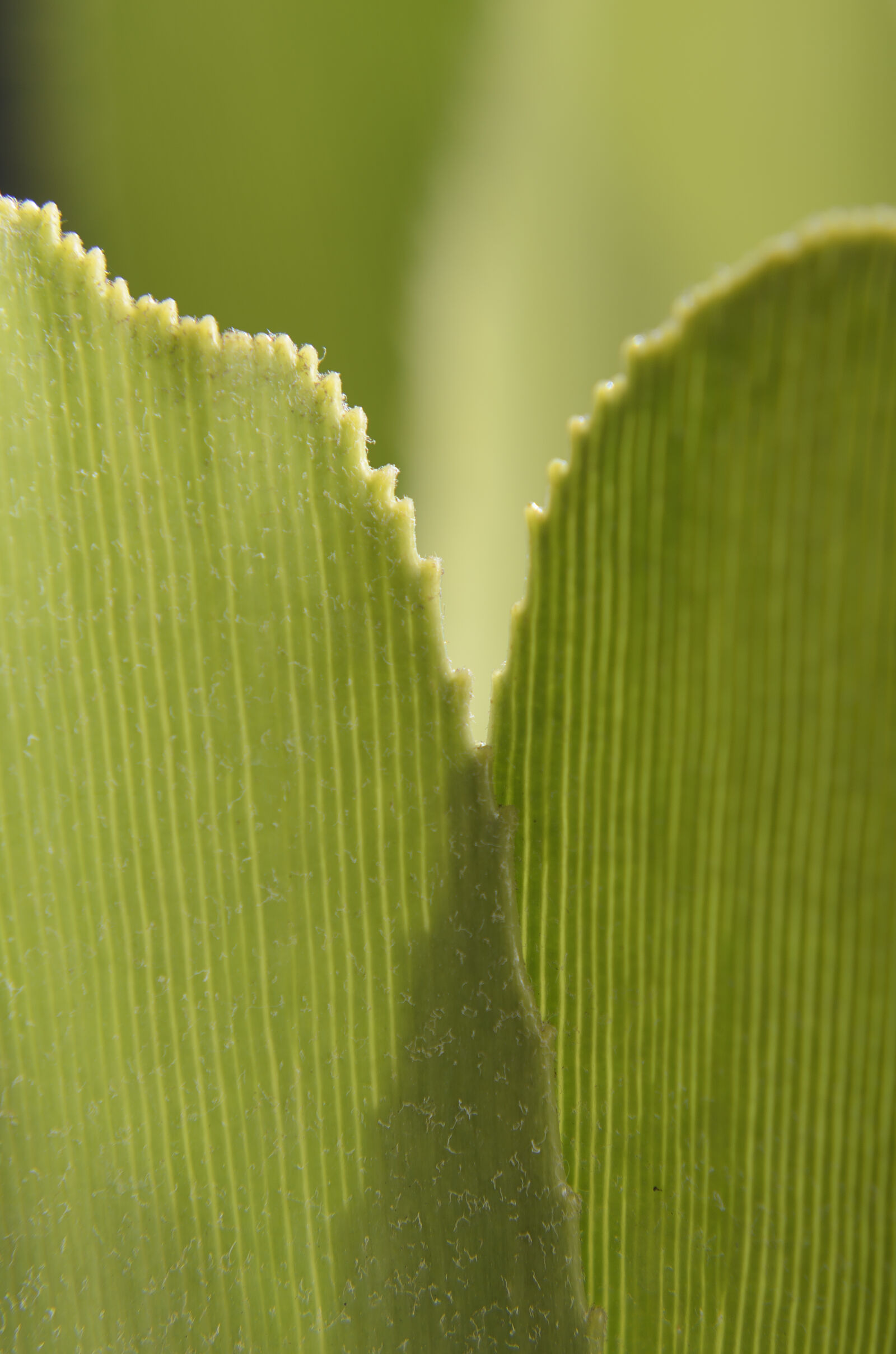 Nikon D7000 + Nikon AF-S Nikkor 50mm F1.8G sample photo. Abstract, abstrato, background, brazilian photography