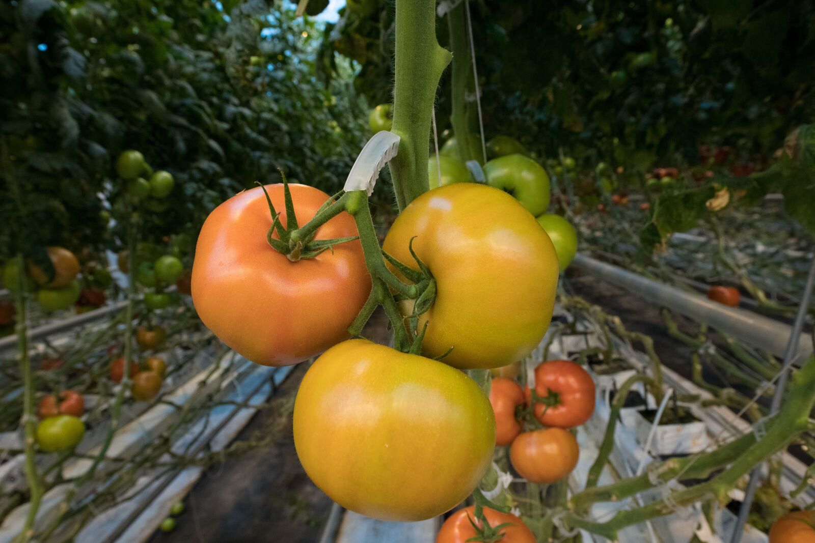 Nikon D850 sample photo. Tomatoes, fresh, food photography