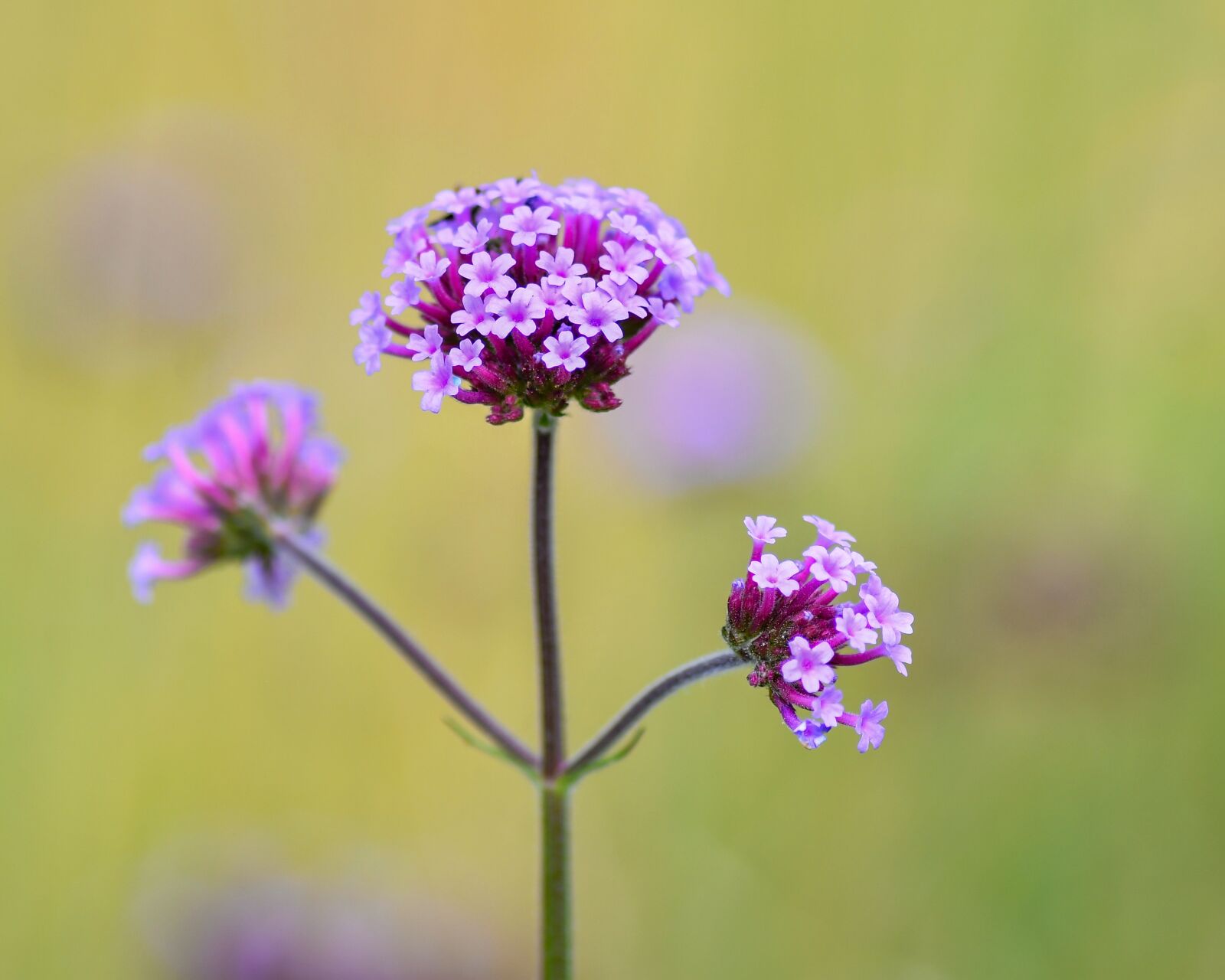 Tokina AT-X Pro 100mm F2.8 Macro sample photo. Flower, plant, nature photography