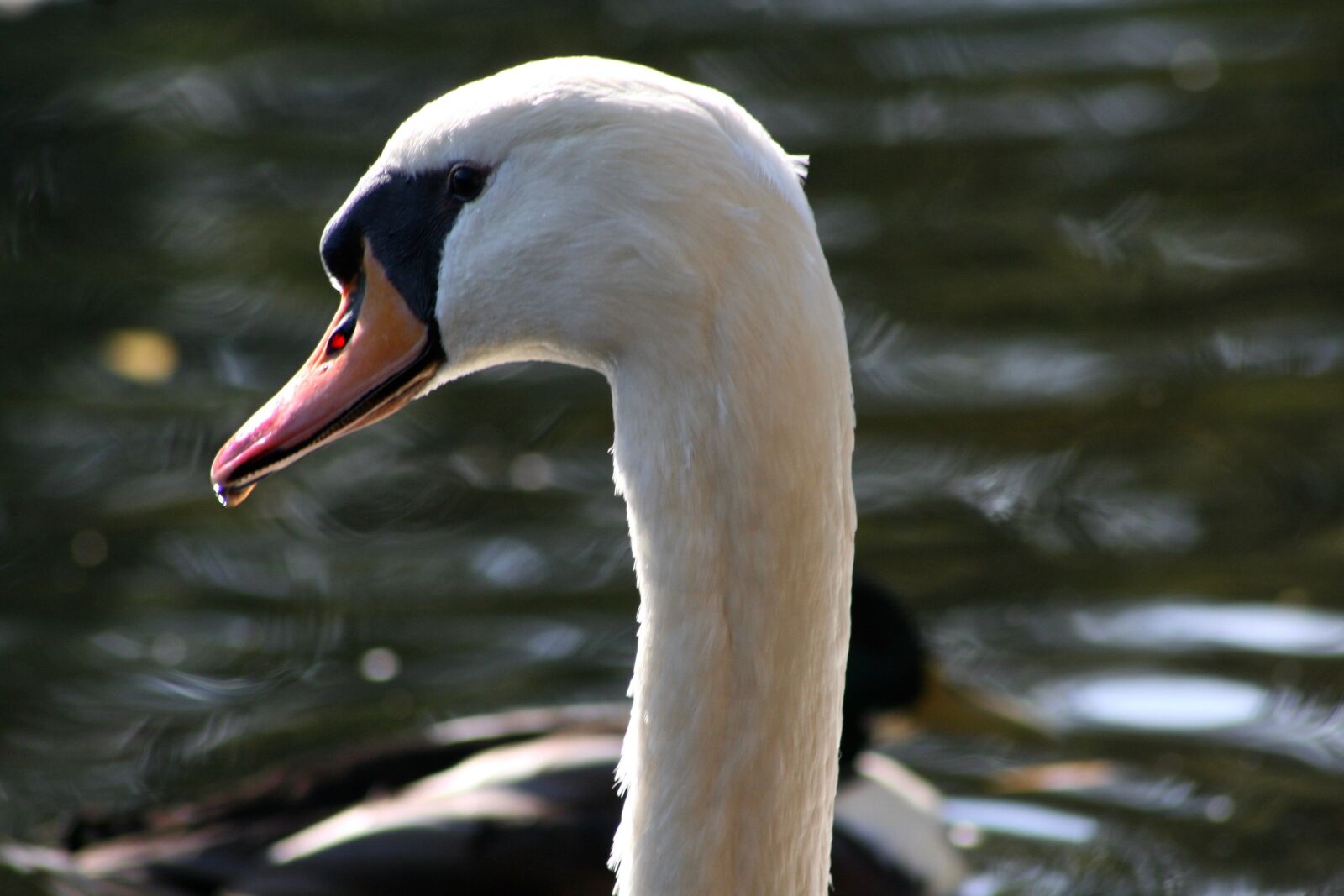 Canon EOS 400D (EOS Digital Rebel XTi / EOS Kiss Digital X) sample photo. Swan, bill, water bird photography