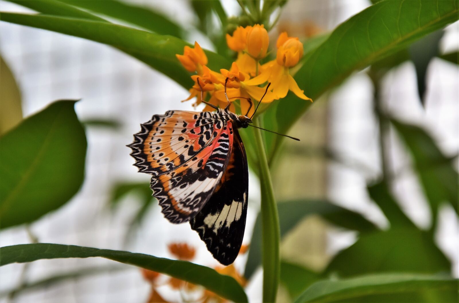 Nikon D7200 sample photo. Painted lady, butterfly, tropical photography