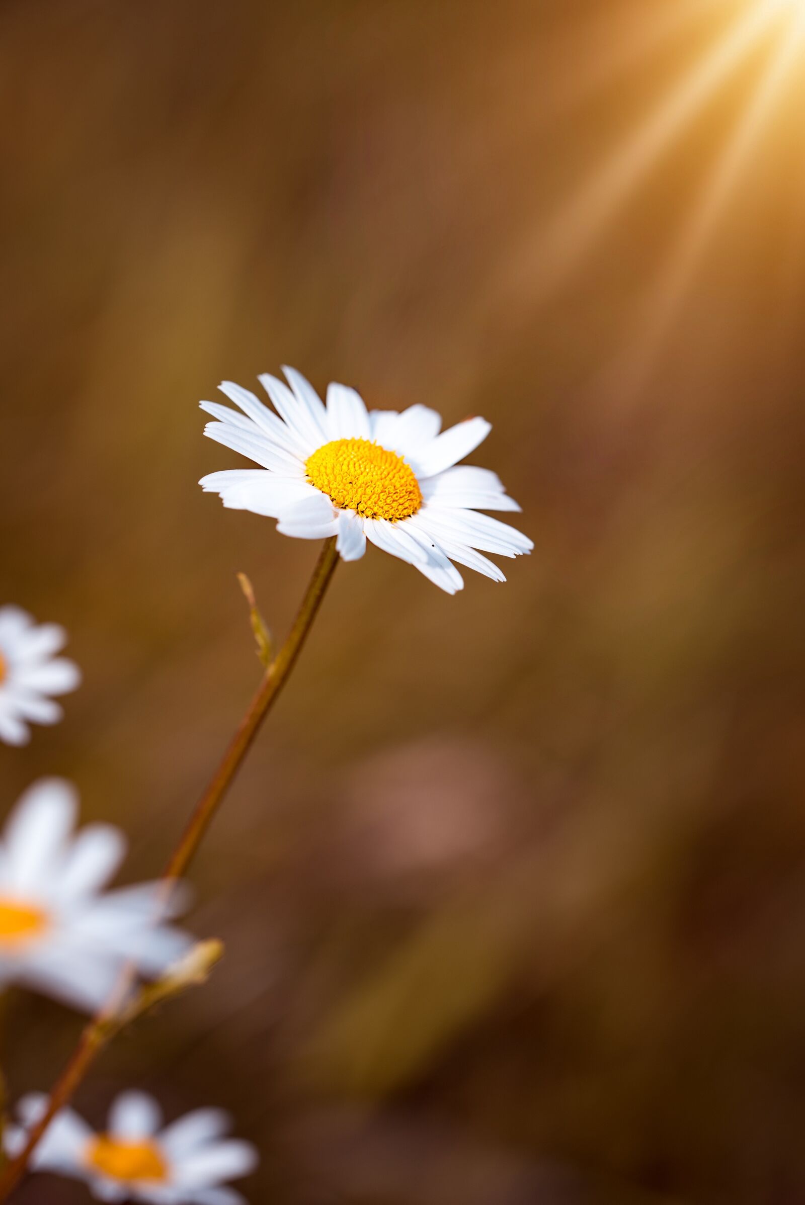 Nikon D750 sample photo. Marguerite, white, flower photography