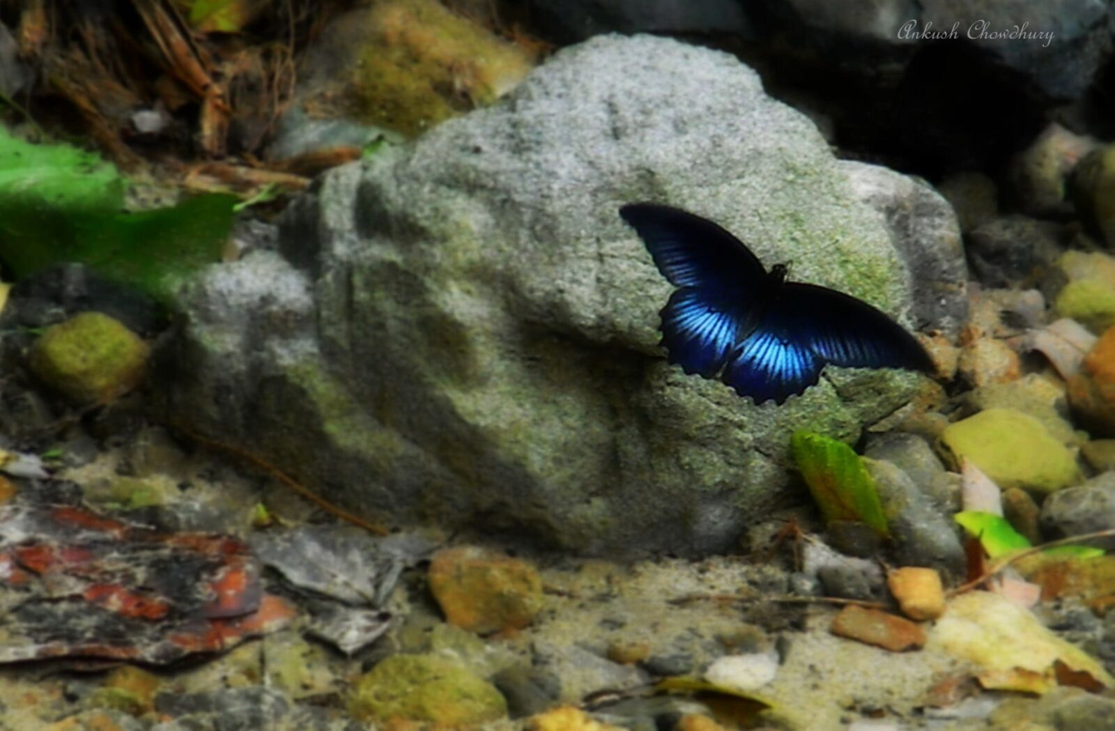 Nikon Coolpix L110 sample photo. Blue, butterfly, butterfly, nature photography