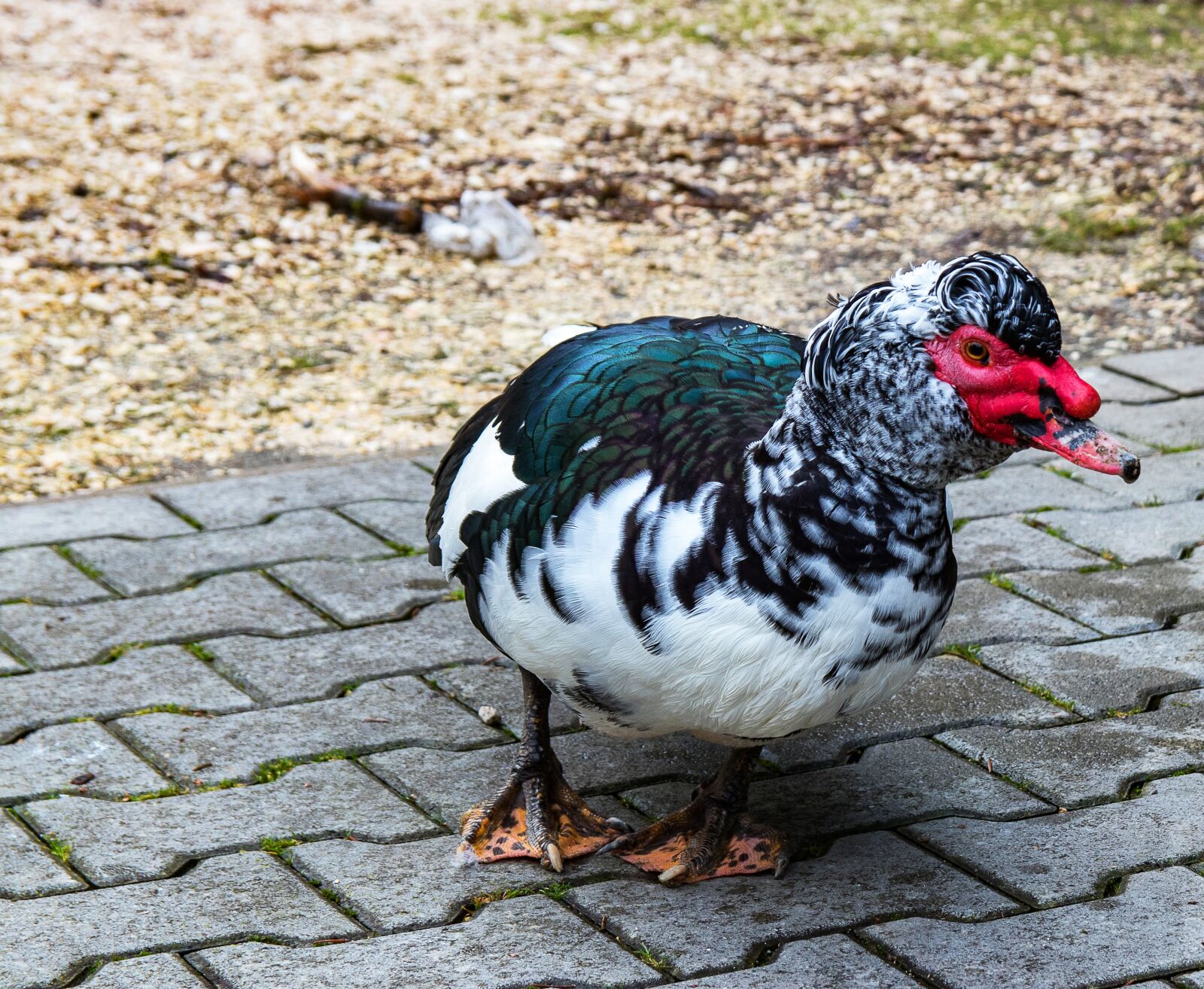 Canon EOS 80D sample photo. Wart duck, duck, muscovy photography