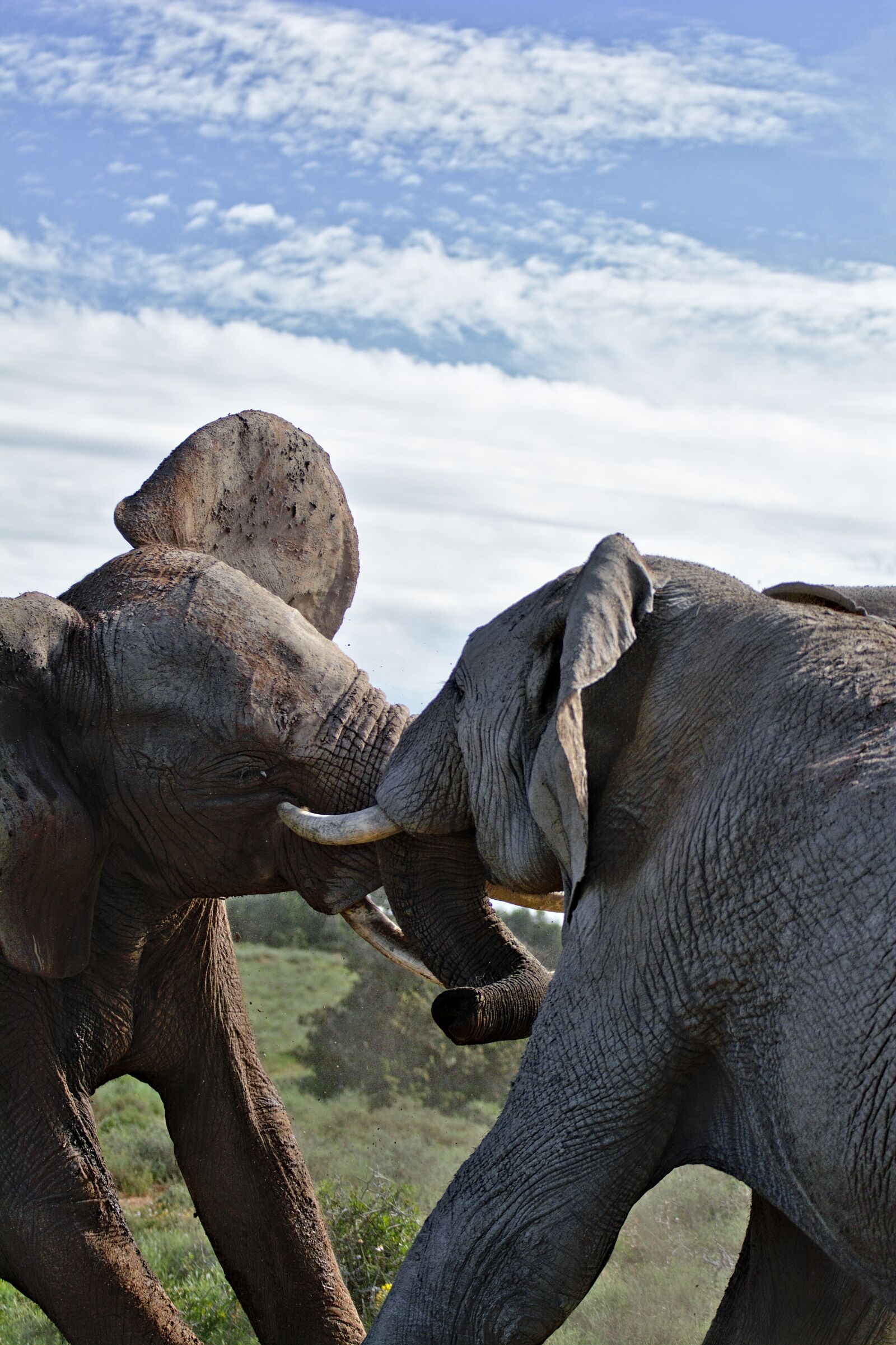 Nikon D5200 sample photo. Elephant, fighting, south africa photography