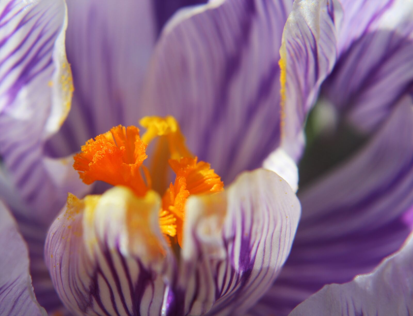 Canon EOS 1300D (EOS Rebel T6 / EOS Kiss X80) sample photo. Crocus, flower, purple photography