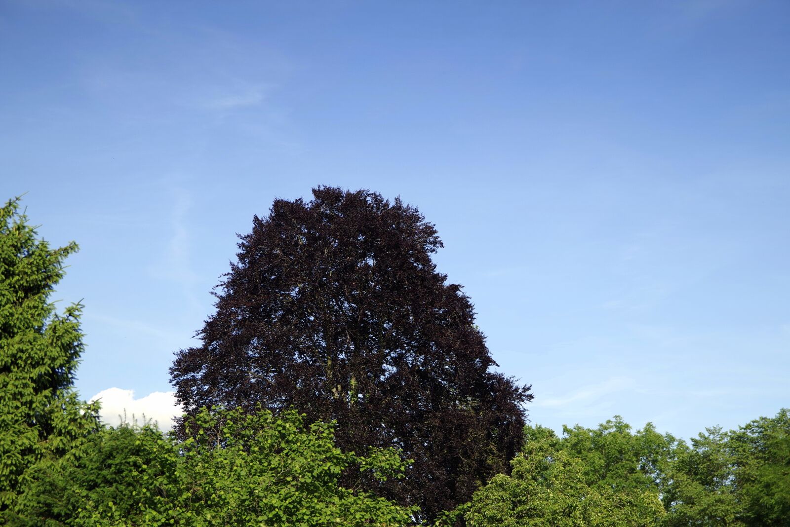Pentax K-S2 sample photo. Tree, beech, black photography