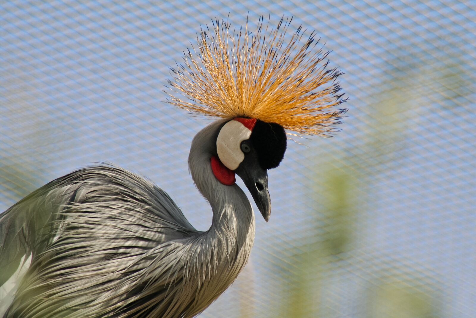 Canon EOS 350D (EOS Digital Rebel XT / EOS Kiss Digital N) sample photo. Crane, bird, crowned photography