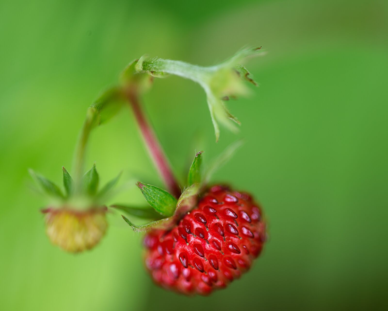 Nikon D800 sample photo. Raspberry, nature, fruit photography