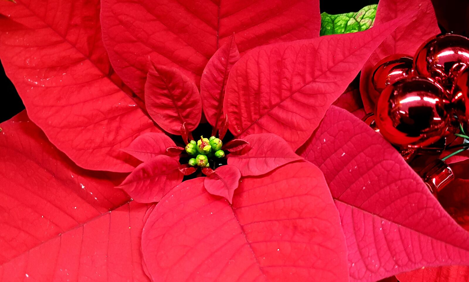 Samsung Galaxy S7 Edge sample photo. Christmas, poinsettia, christbaumkugeln photography
