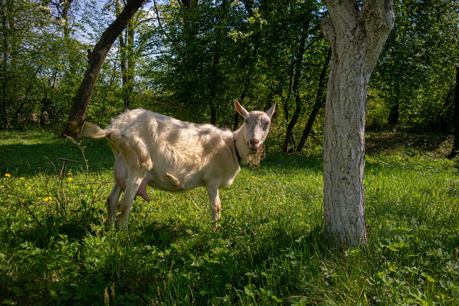 Samsung NX300 + Samsung NX 18-55mm F3.5-5.6 OIS sample photo. Animal, goat, nature photography