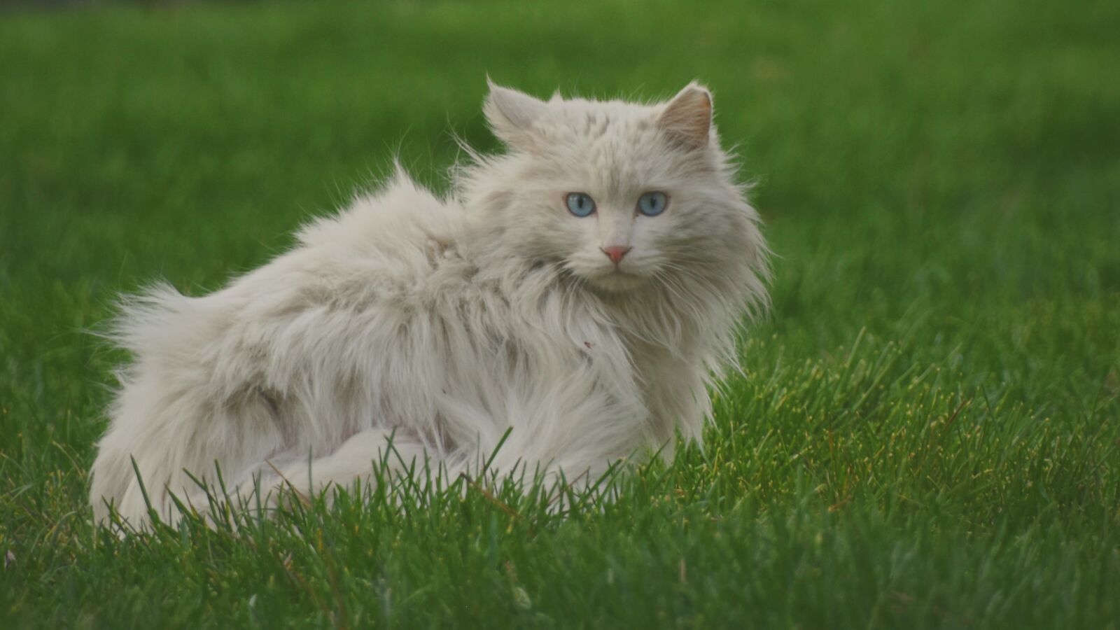 Nikon D7200 sample photo. Cat, green, kitten photography