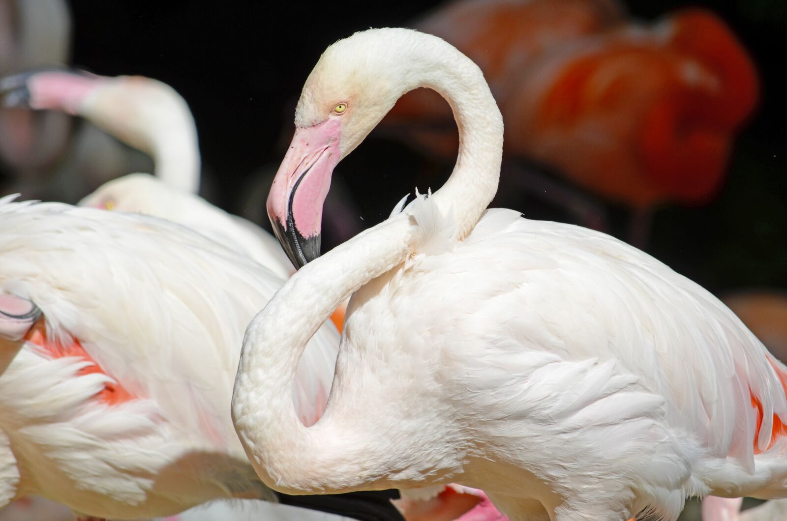 Nikon D5100 sample photo. Flamingo, pink flamingo, water photography