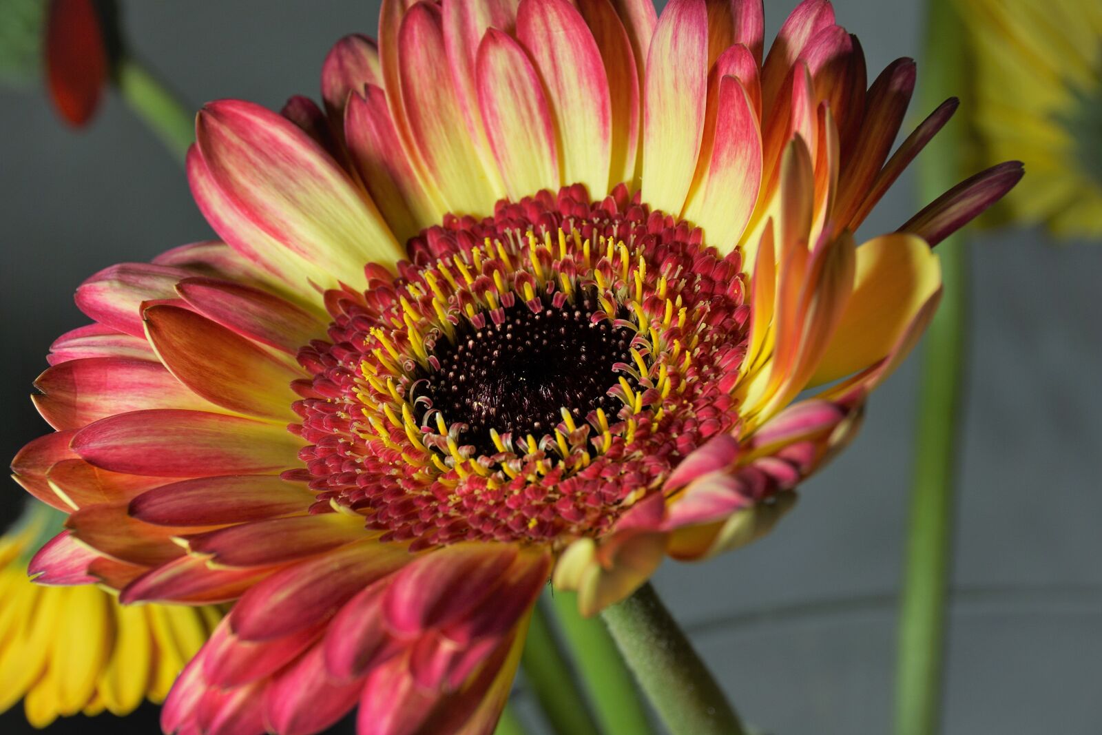 Sony E 16-50mm F3.5-5.6 PZ OSS sample photo. Blossom, bloom, yellow photography