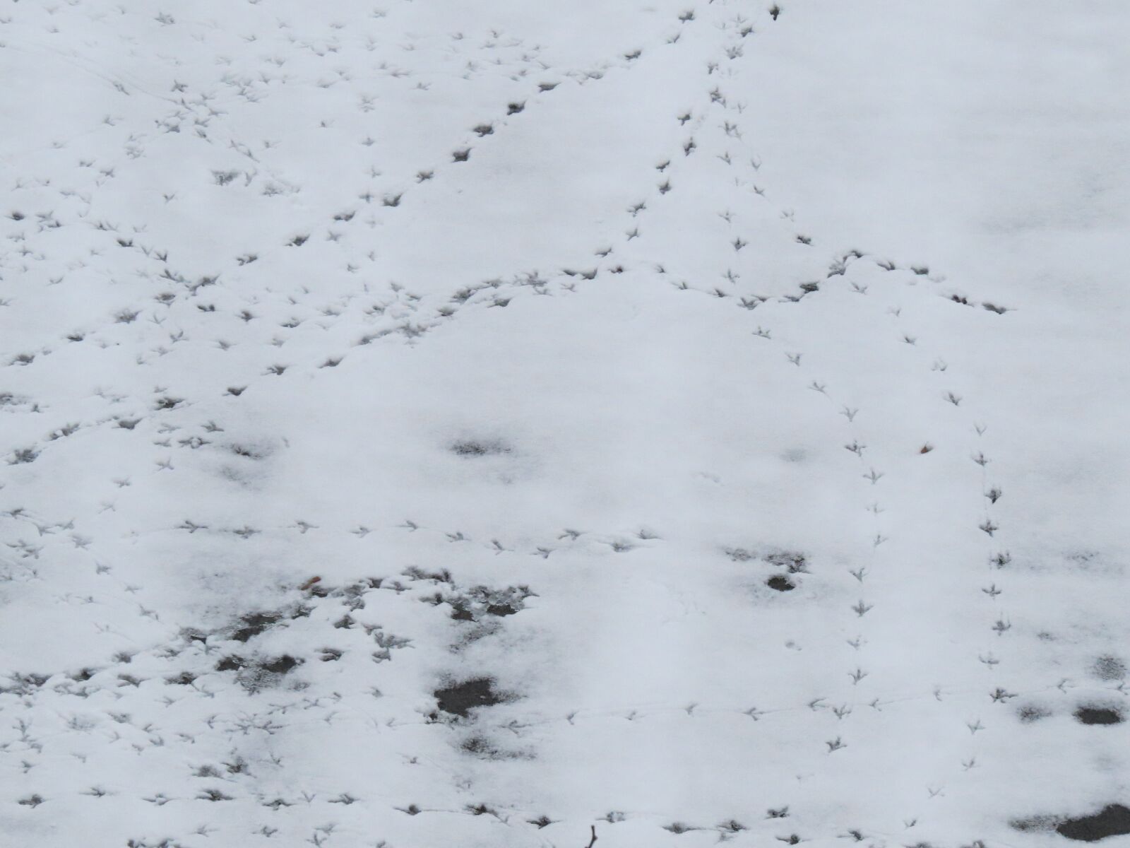 Canon PowerShot SX50 HS sample photo. Snow, traces, footprints photography