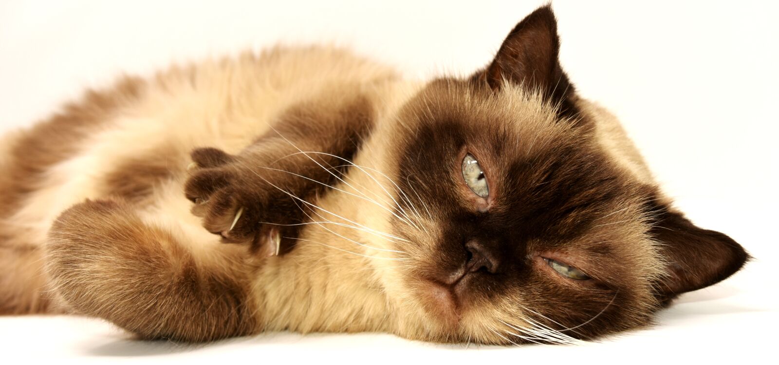 Nikon D7200 sample photo. Cat, pet, mieze photography