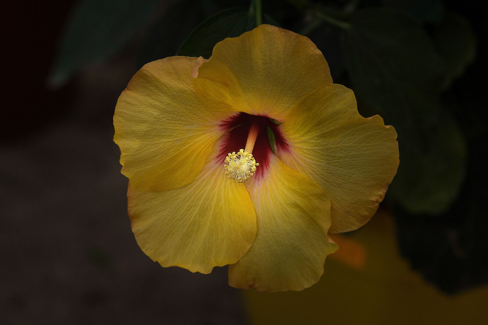 Sony SLT-A77 sample photo. Flower, garden, yellow flower photography