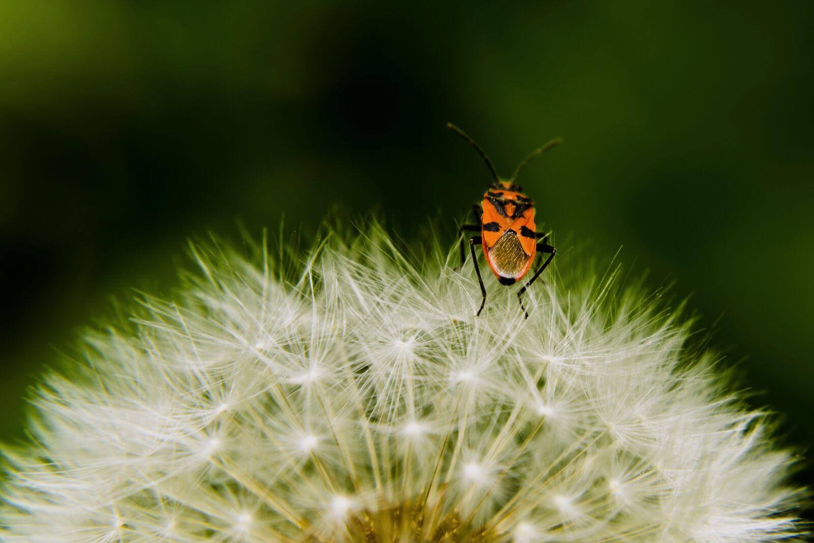 Nikon D5100 sample photo. Dandelion, light, seeds photography