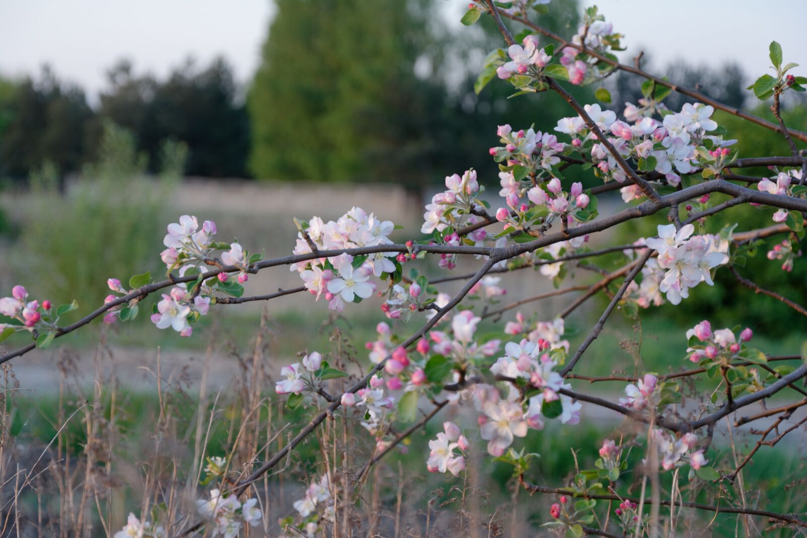 Nikon D5200 sample photo. Spring, jabłonka, apple photography