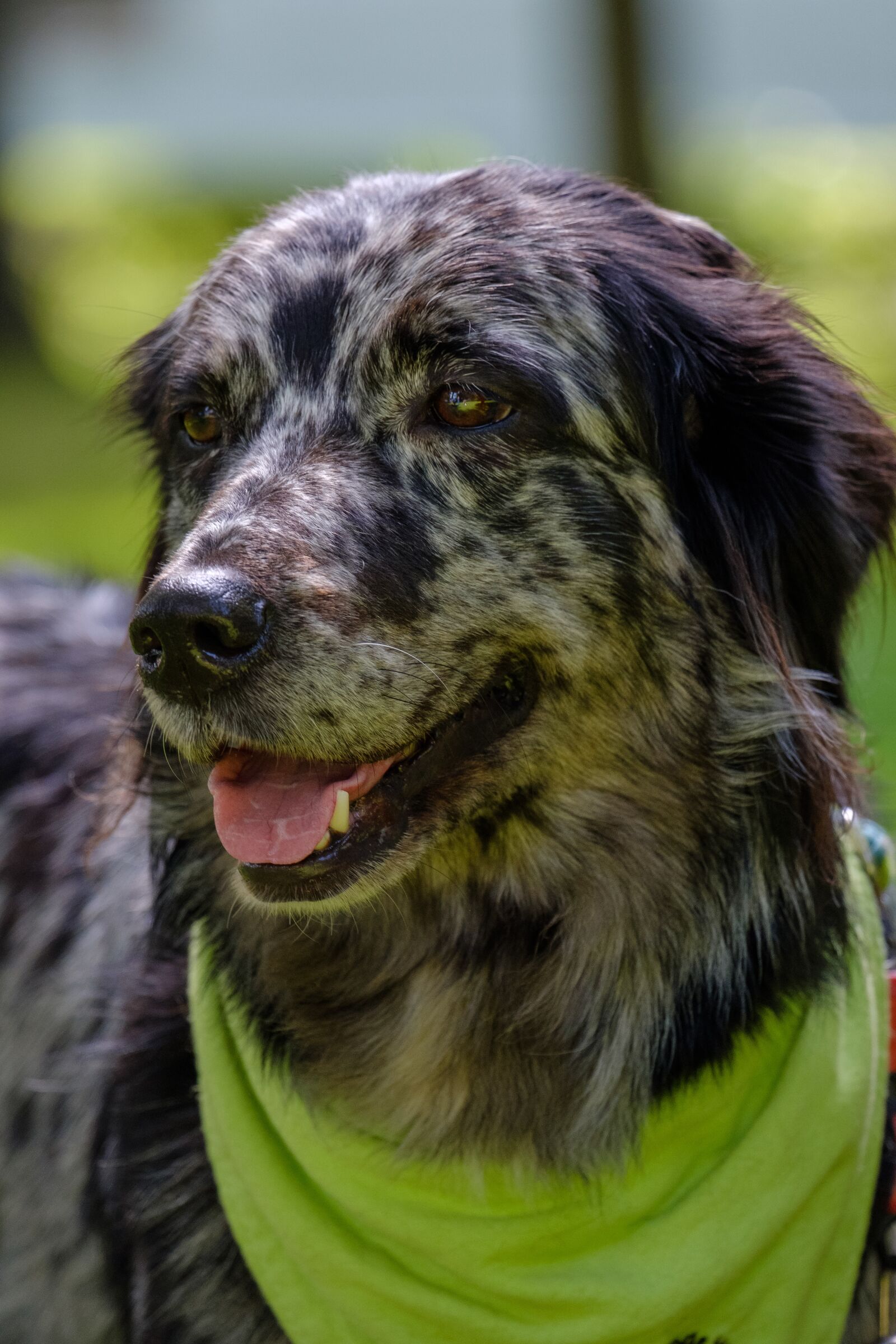 Fujifilm X-Pro2 + Fujifilm XF 55-200mm F3.5-4.8 R LM OIS sample photo. Animal, portrait, cute photography