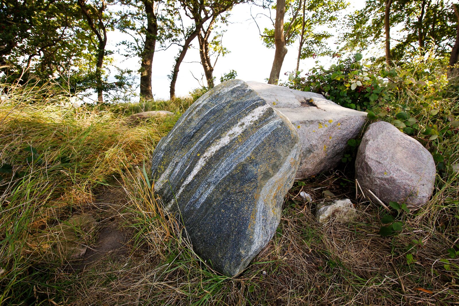 Canon EOS 6D sample photo. Nature, wood, tree photography