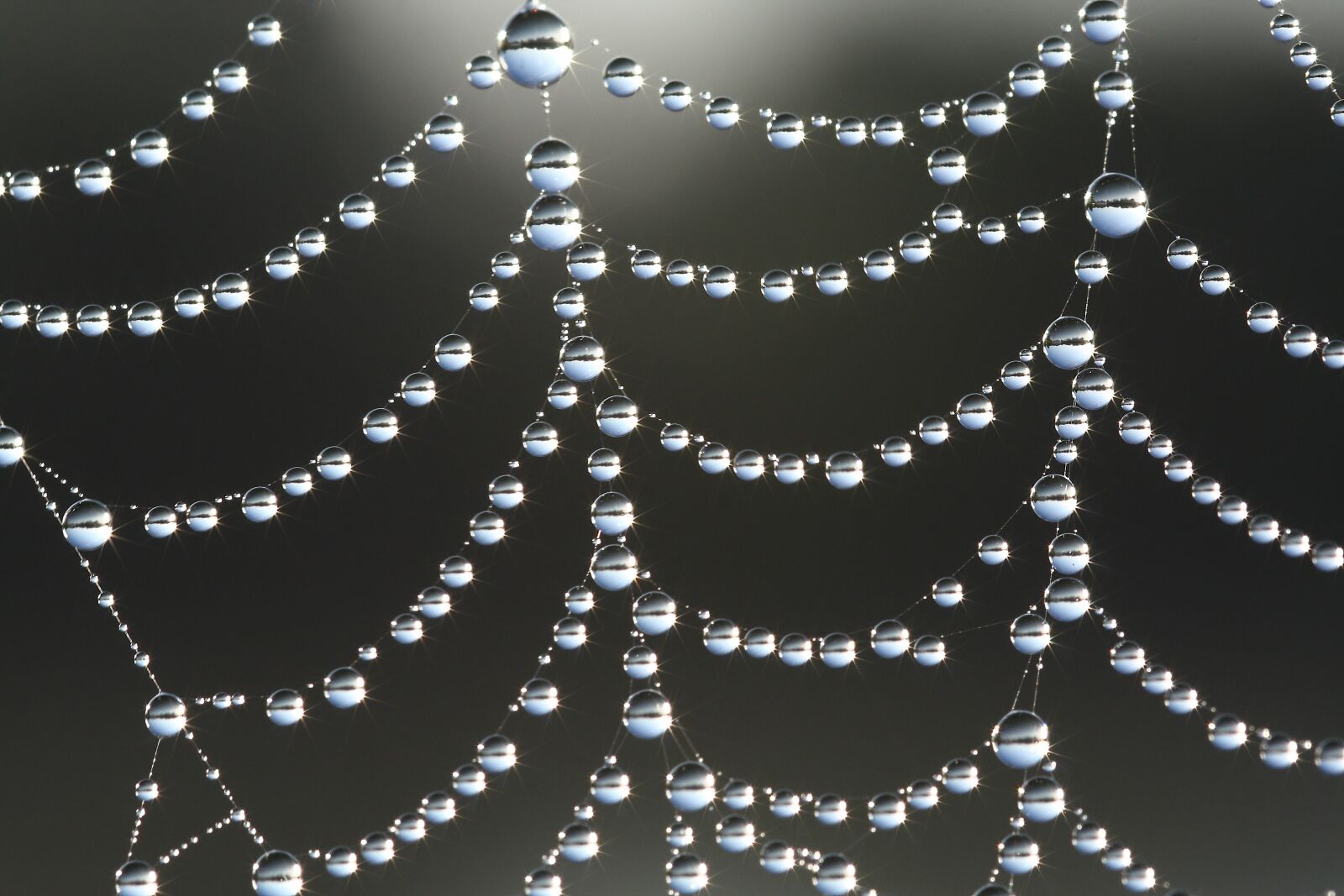 Canon EOS 450D (EOS Rebel XSi / EOS Kiss X2) sample photo. Spider web, dew, lake photography