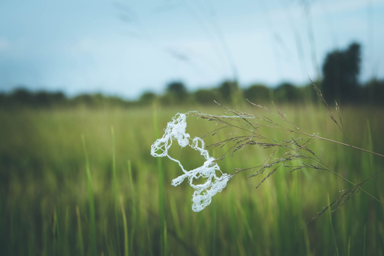 Nikon D5500 sample photo. Farm, rice, view photography