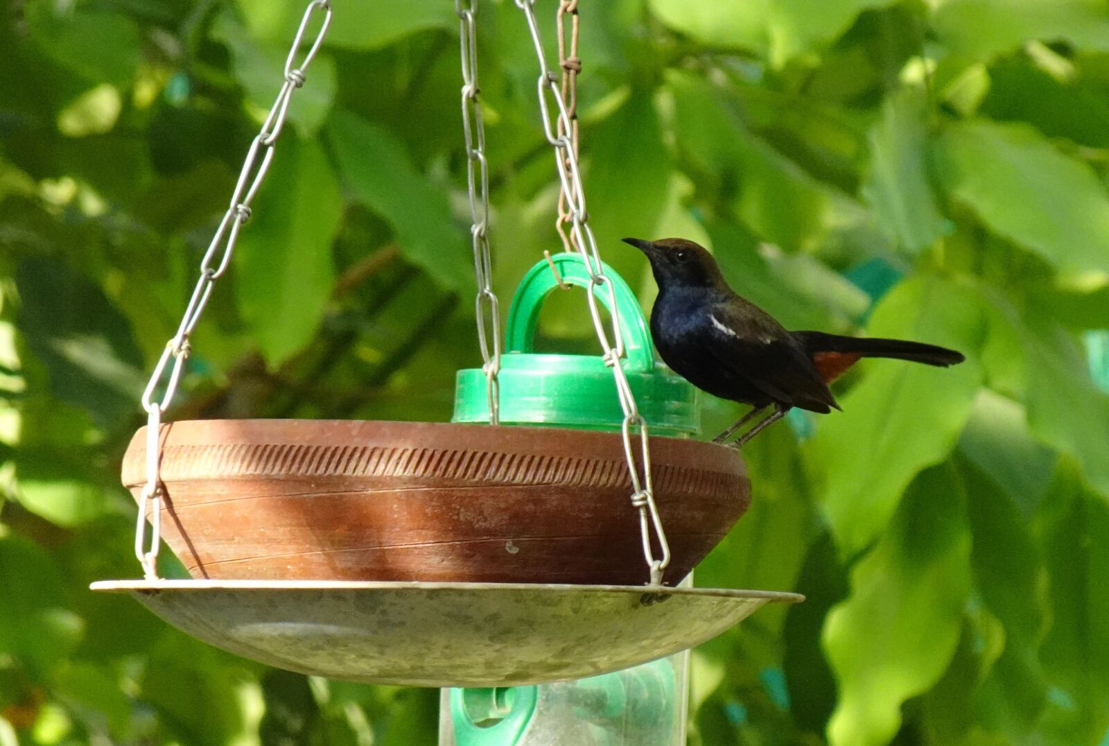 Sony DSC-WX800 sample photo. Bird, robin, indian robin photography