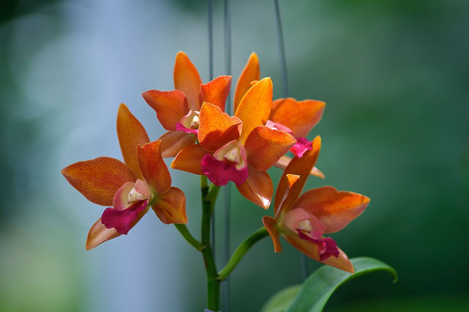 Nikon D700 sample photo. Folwer, blossom, flora photography
