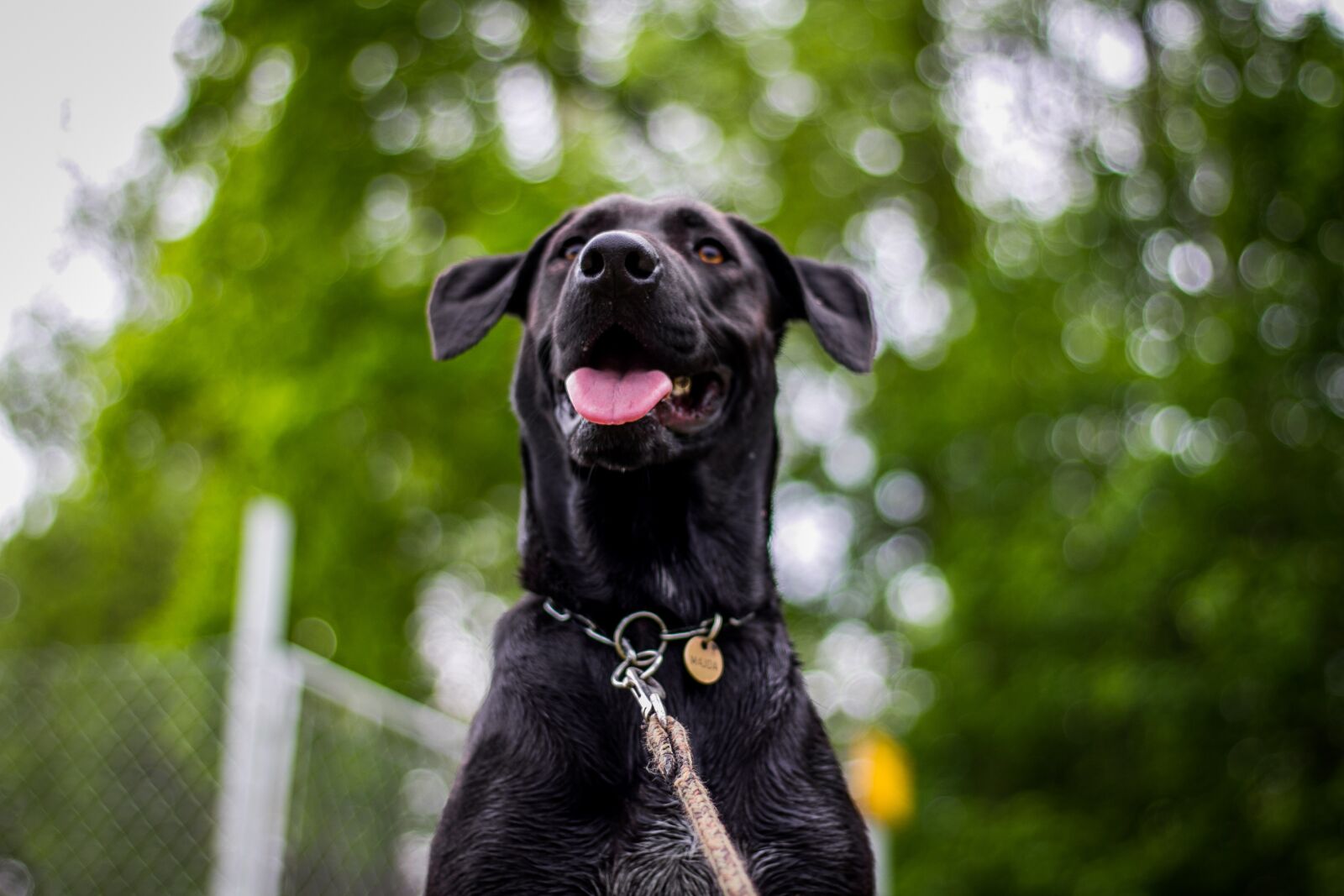 Canon EOS 60D + Canon EF 50mm F1.8 STM sample photo. Dog, head, nature photography
