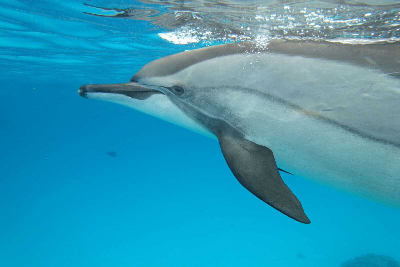 Sony Cyber-shot DSC-RX100 III sample photo. Dolphin, sea, ocean photography