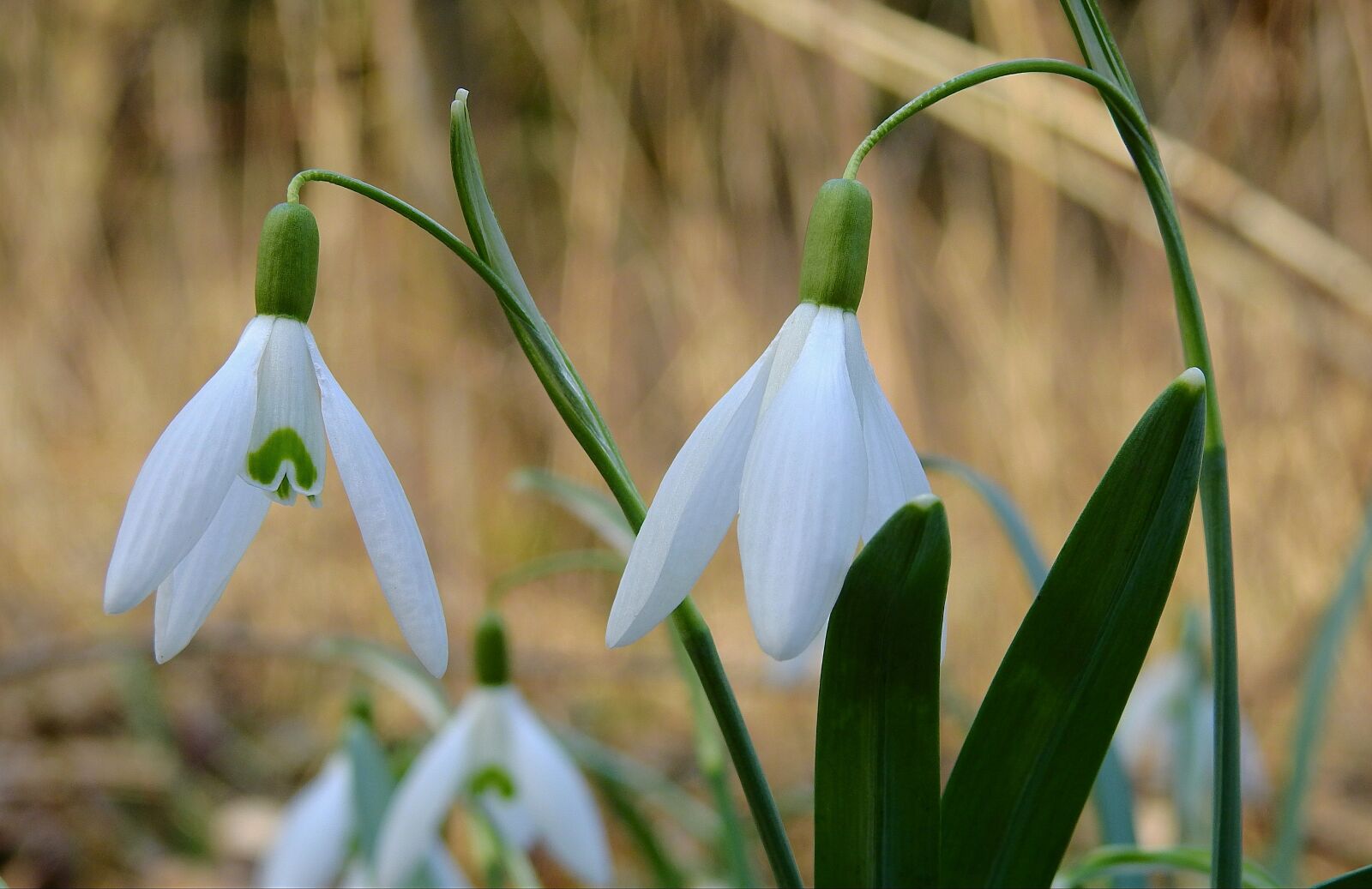 Nikon Coolpix P900 sample photo. Sector, snowdrop, flowers photography