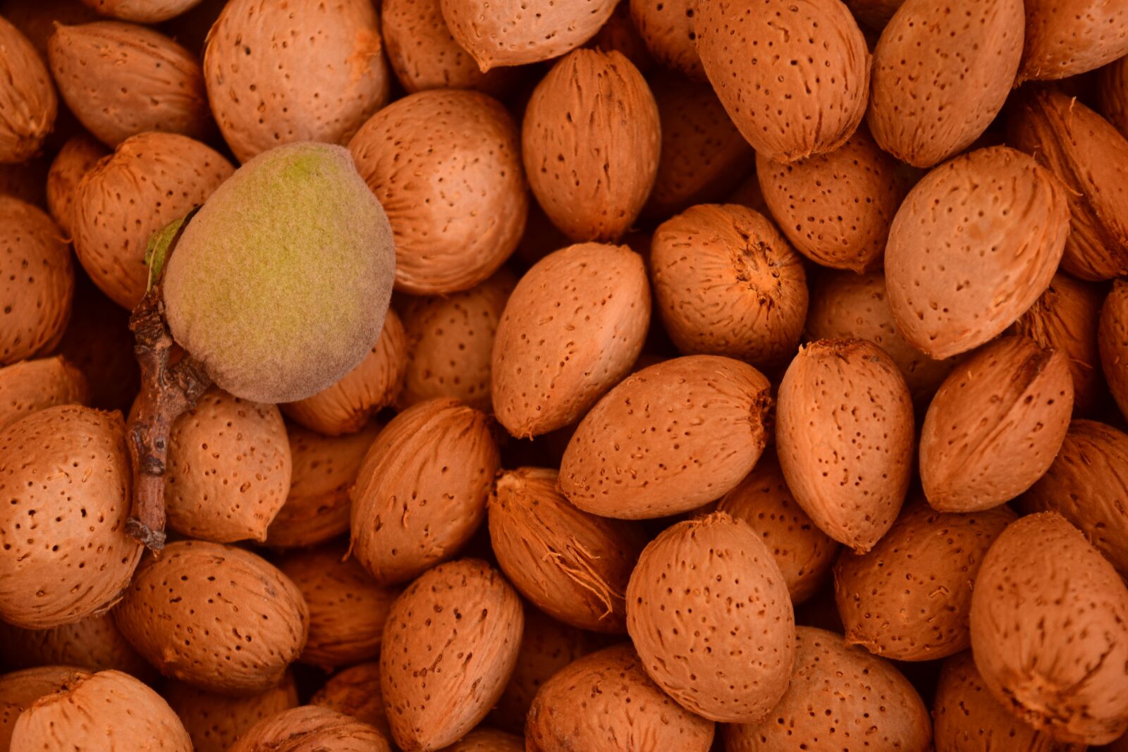 Nikon D3300 sample photo. Almonds, background, shell photography