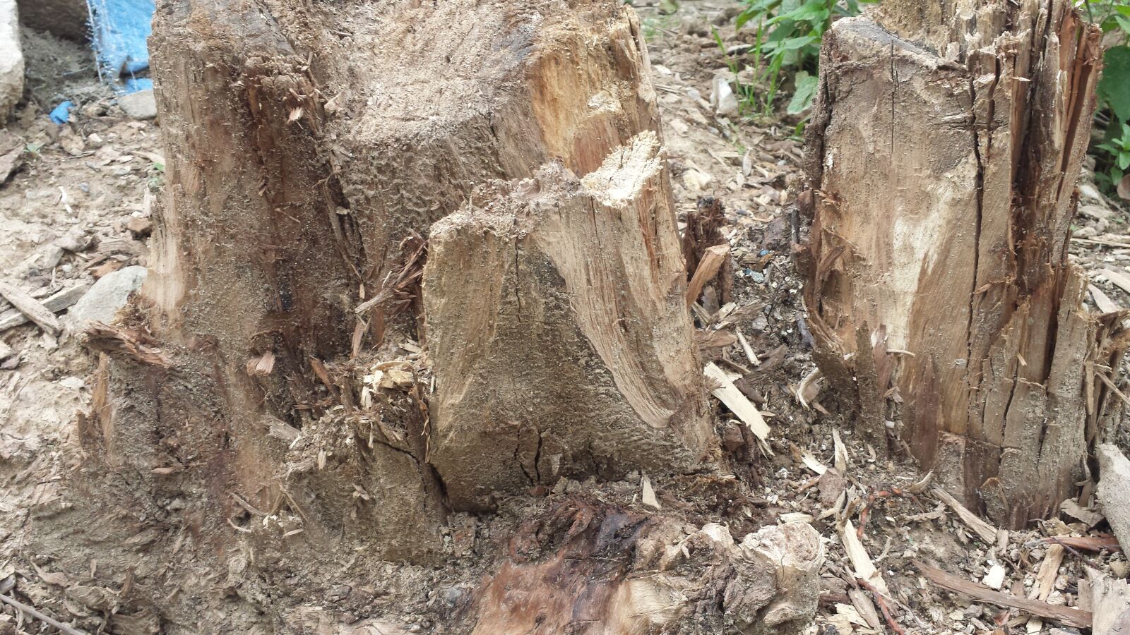 Samsung Galaxy S4 sample photo. Deforestation, decaying of plants photography