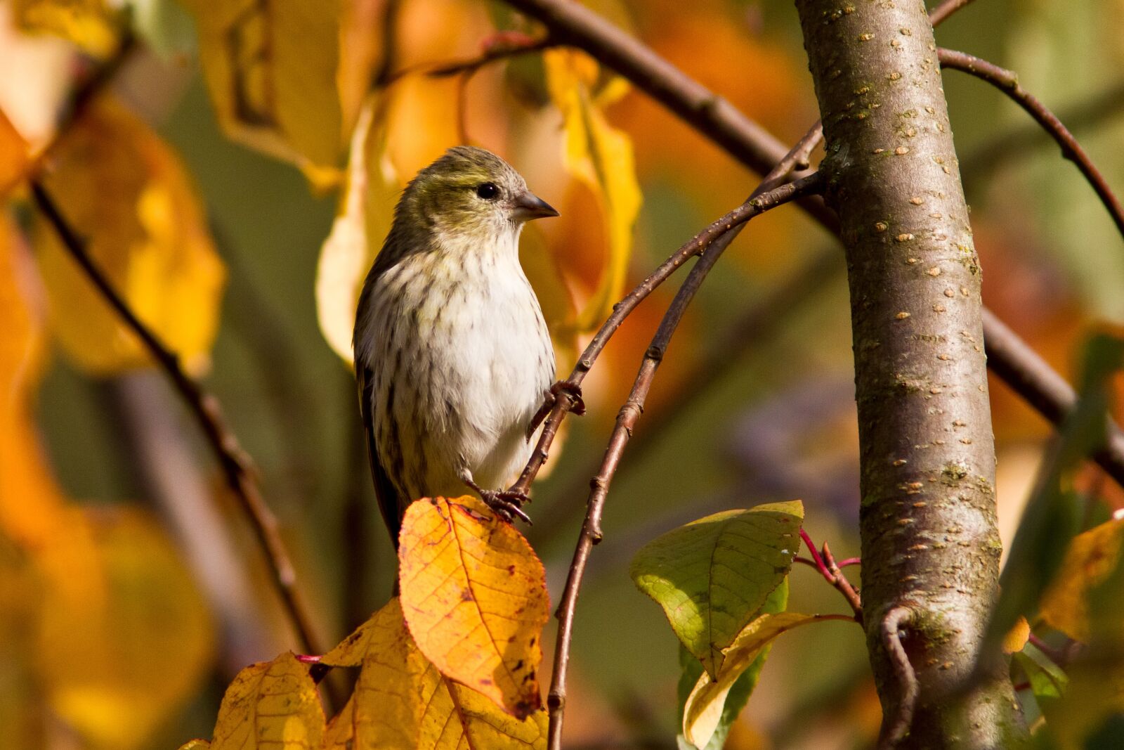 Canon EOS 7D sample photo. Green sparrow, tree, autumn photography